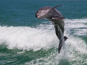 a person riding a wave on a surfboard in the water