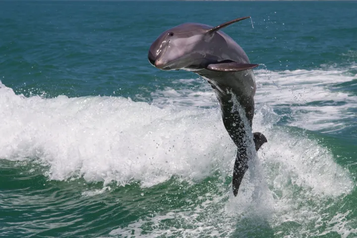 a person riding a wave on a surfboard in the water