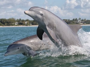 a dolphin jumping out of the water