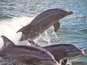 a dolphin swimming in a body of water