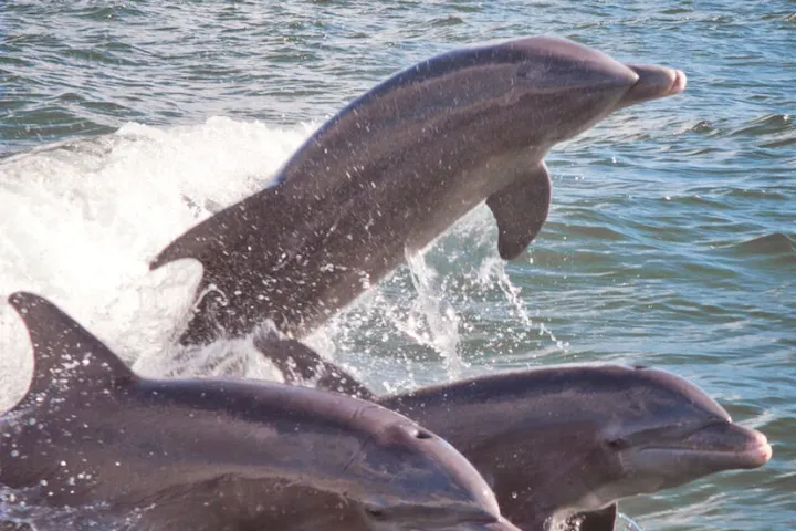 a dolphin swimming in a body of water