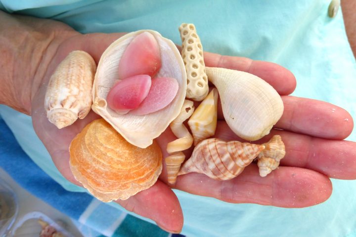 seashells collected