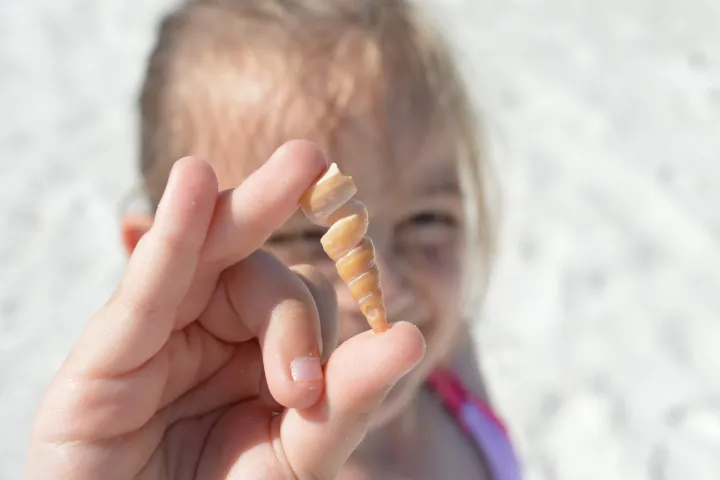 Shelling cruise Fort Myers