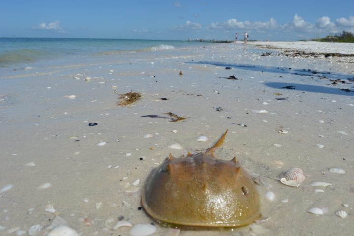 Beach shelling cruise