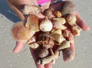 best shelling tour fort myers