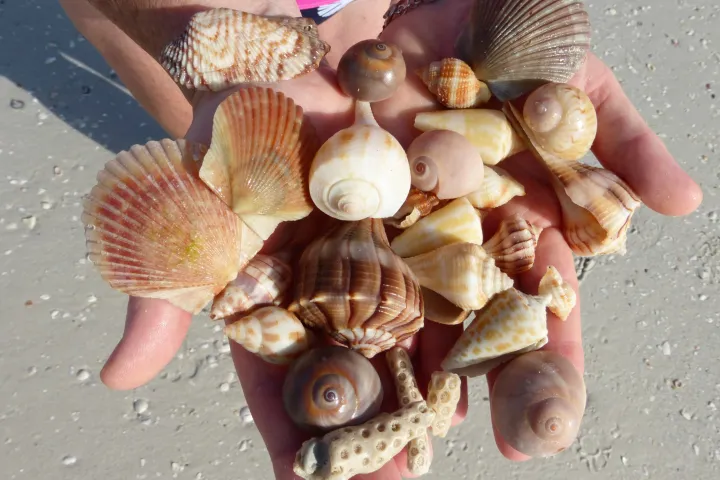 best shelling tour fort myers